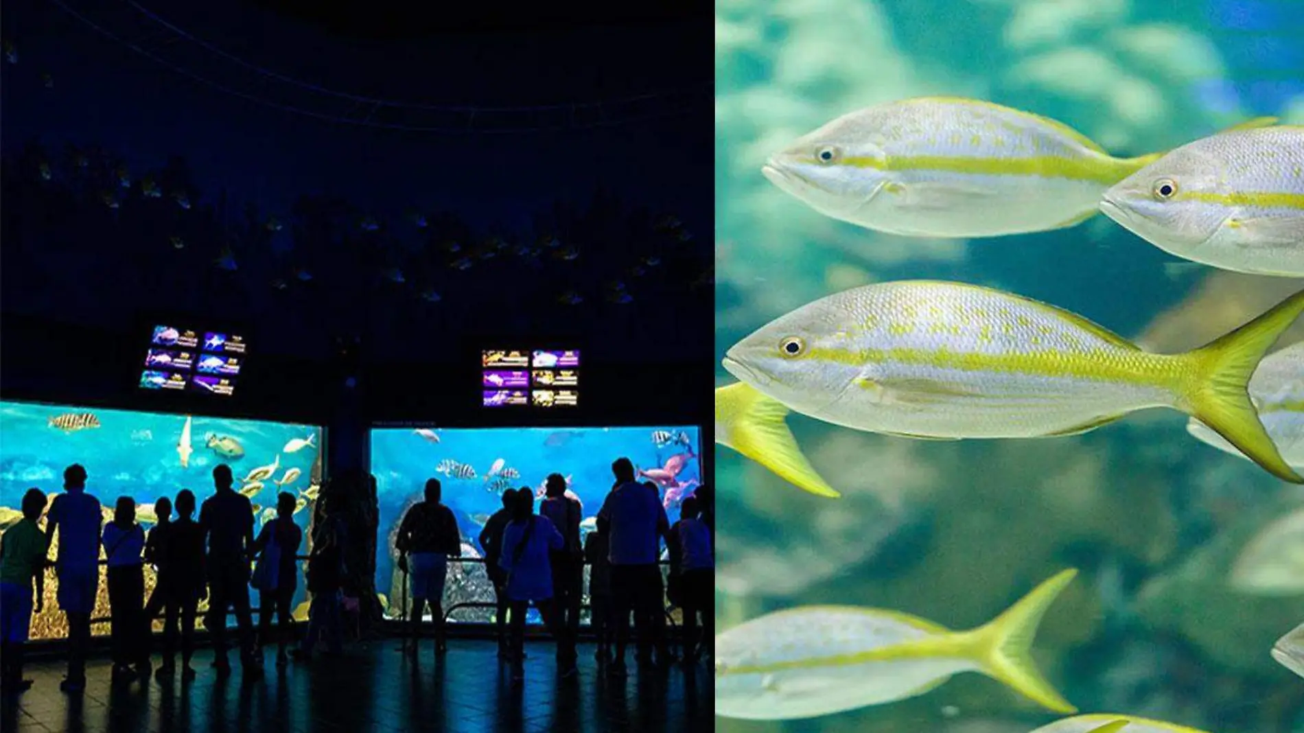 Acuario de Veracruz